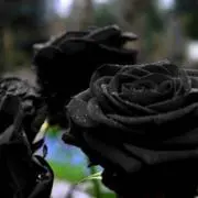 ヨ