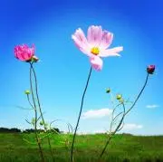 こすも(*´∀`)♪sale中