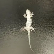 あこちの画像
