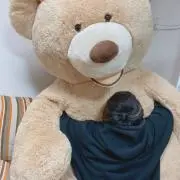 だんけしぇんの画像