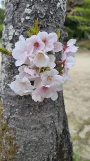 ちぃ