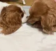 Niiの画像