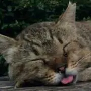 くまきの画像