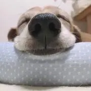 _かか_