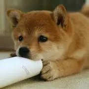 たまゆう