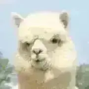 あるぱかの画像