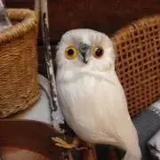 naokkoの画像