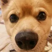 ムックの画像