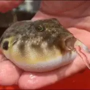 ジュレ