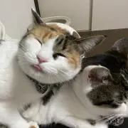 せんち(※プロフィール必読)