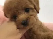 maru