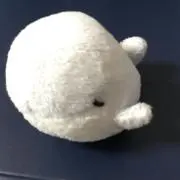 nekokujira