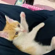 hikoの画像
