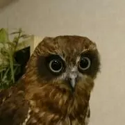 つっつ