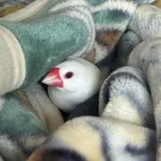 美品 ADMJ ポーチ付 ワンショルダーバッグ ネイビー ゴールド金具 日本