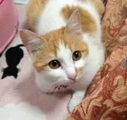 まめりん