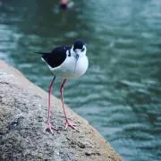 takos
