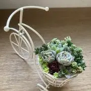 たろーちゃん☆の画像