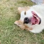 Saharaの画像