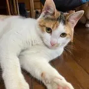 かなみの画像