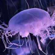 ひよっぺの画像