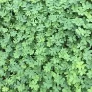 たんくんの画像
