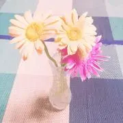 みーこの画像