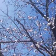 はにゅの画像
