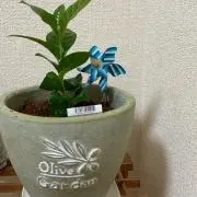 なつの画像