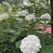 ちーさんの画像
