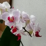 haru