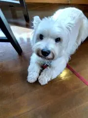 ネベチャン