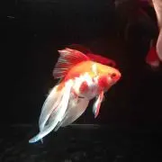月夜見