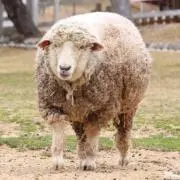 もっこの画像