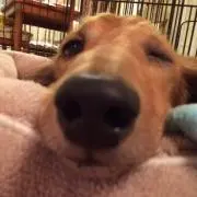 ブルーベリー