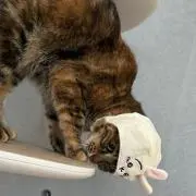 Tomo (^_^*)の画像