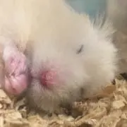 あきの画像