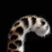 キミぽん