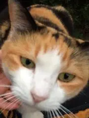 ゆうゆうの画像