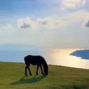 yの画像