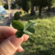 花鳥風月【プロフ一読お願いします】の画像