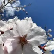 アモレの画像