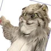 雷撃猫の画像