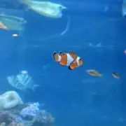 ころ