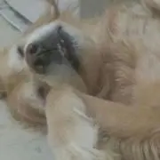 めぐせな