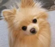 amo neruの画像