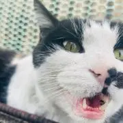 えびの画像