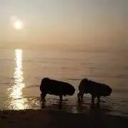 さくじゅの画像