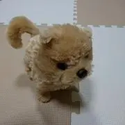 ぽめ太の画像