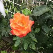 えびふらいの画像